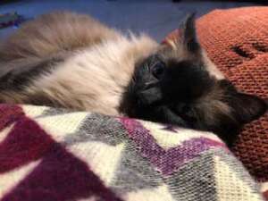 Theresa T. cat on alpaca blanket